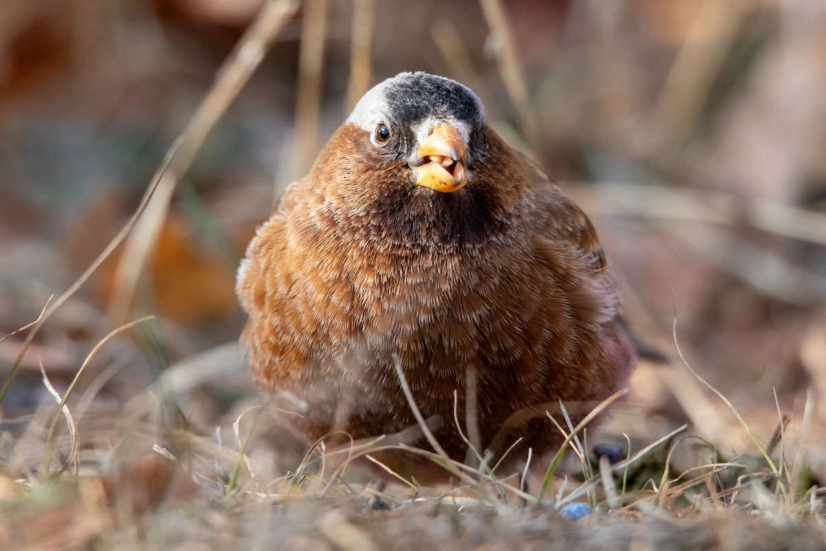 Gray-crowned Rosy-Finch - ML613992593