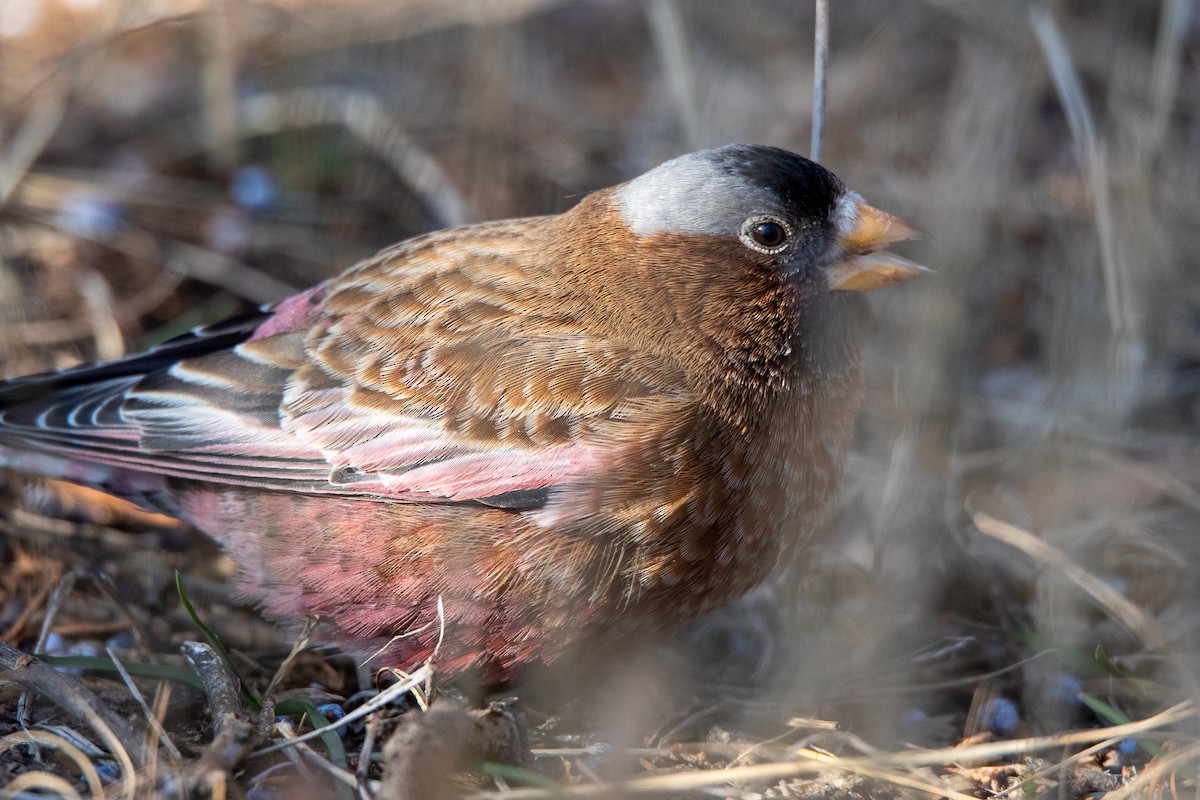 Gray-crowned Rosy-Finch - ML613992596