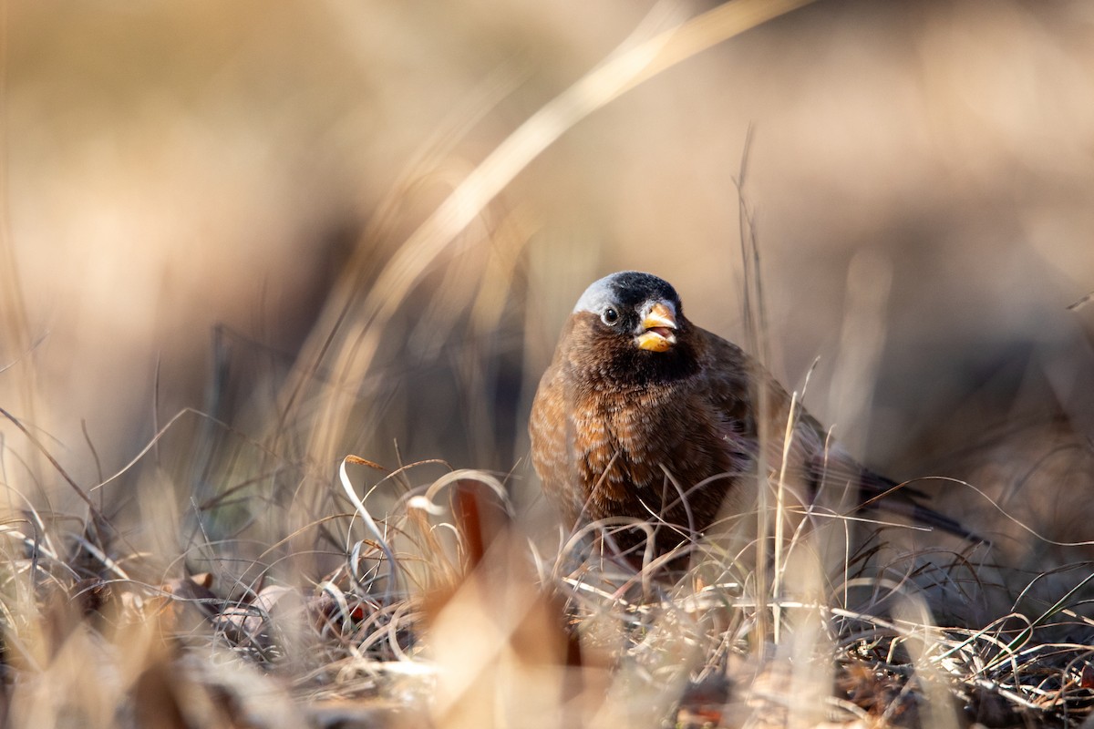 Gray-crowned Rosy-Finch - ML613992599