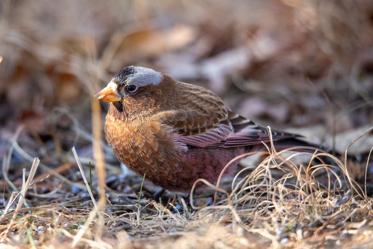 Gray-crowned Rosy-Finch - ML613992605