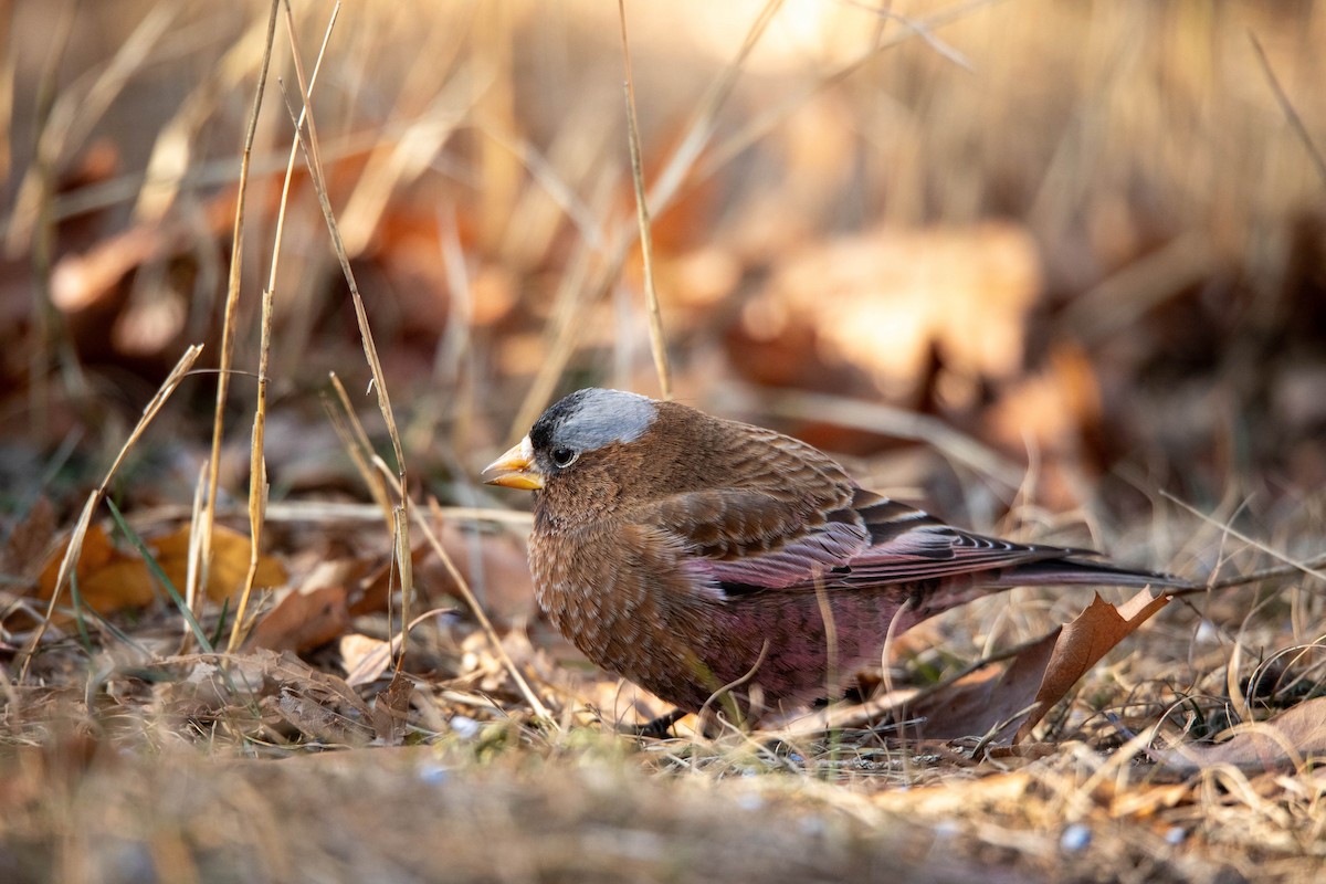 Gray-crowned Rosy-Finch - ML613992651