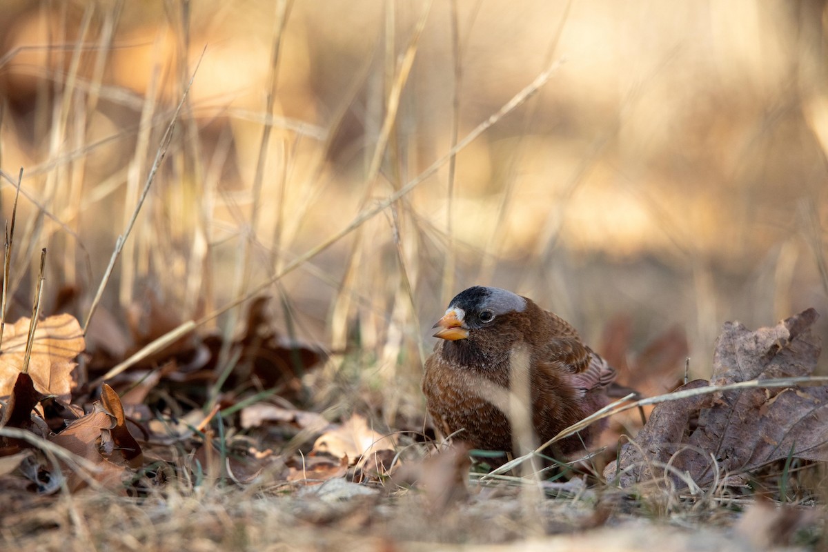 Gray-crowned Rosy-Finch - ML613992652