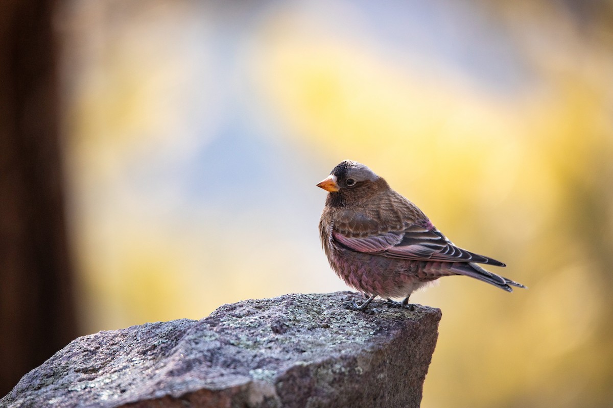 Gray-crowned Rosy-Finch - Emerson Harman