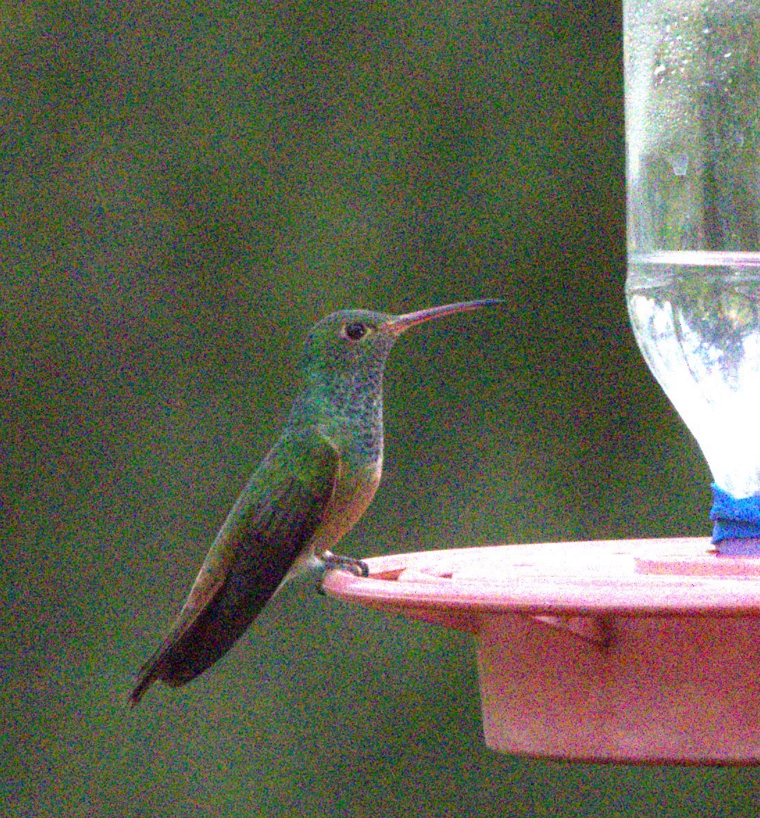 Buff-bellied Hummingbird - Kay Hawklee