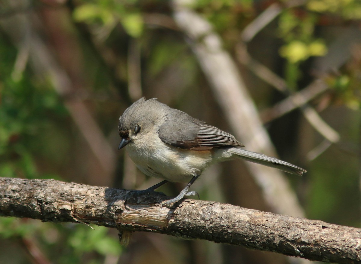 Tufted Titmouse - ML613992660