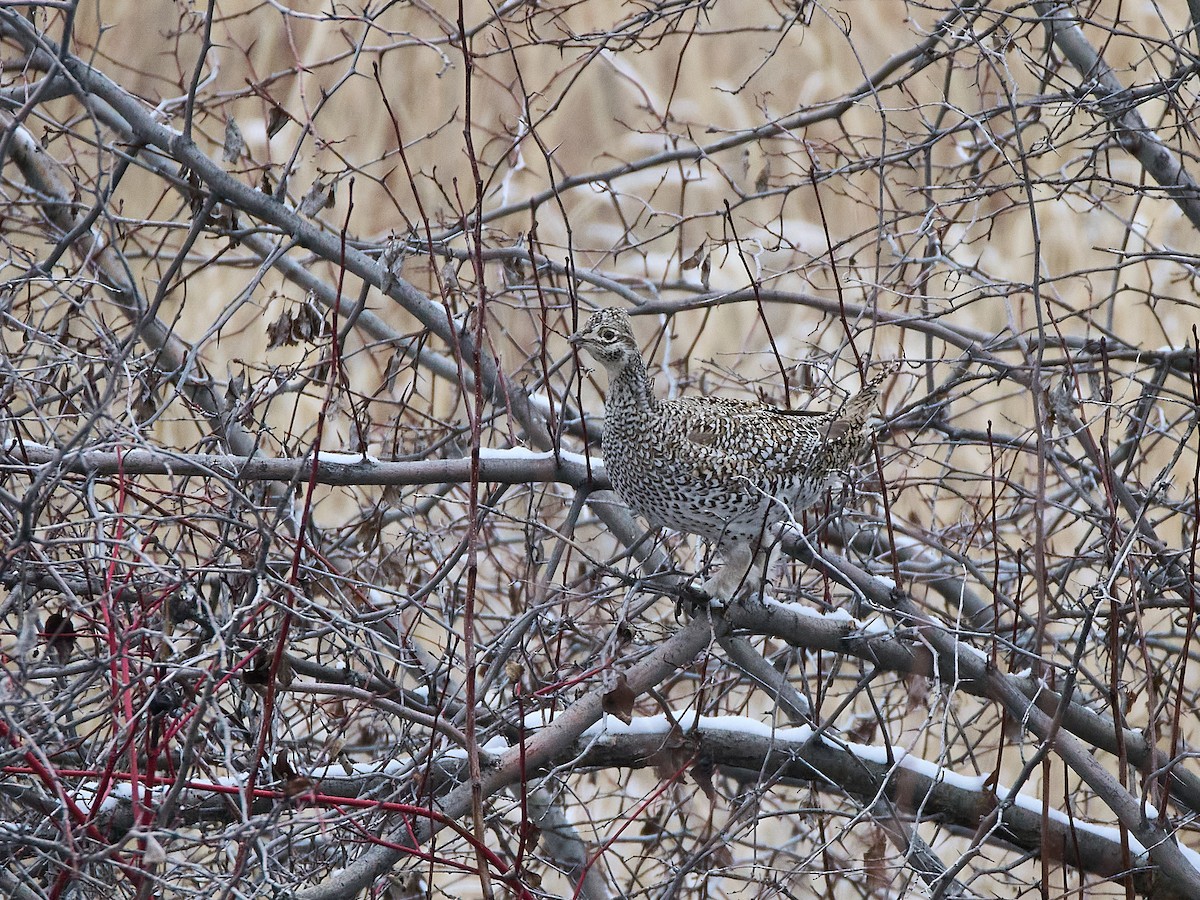 Sharp-tailed Grouse - ML613992668