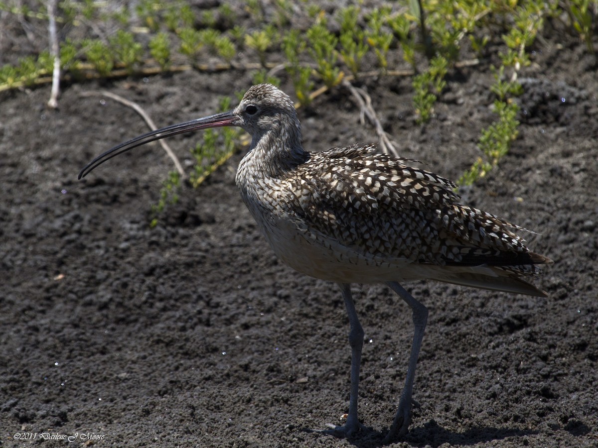 Long-billed Curlew - ML613992723