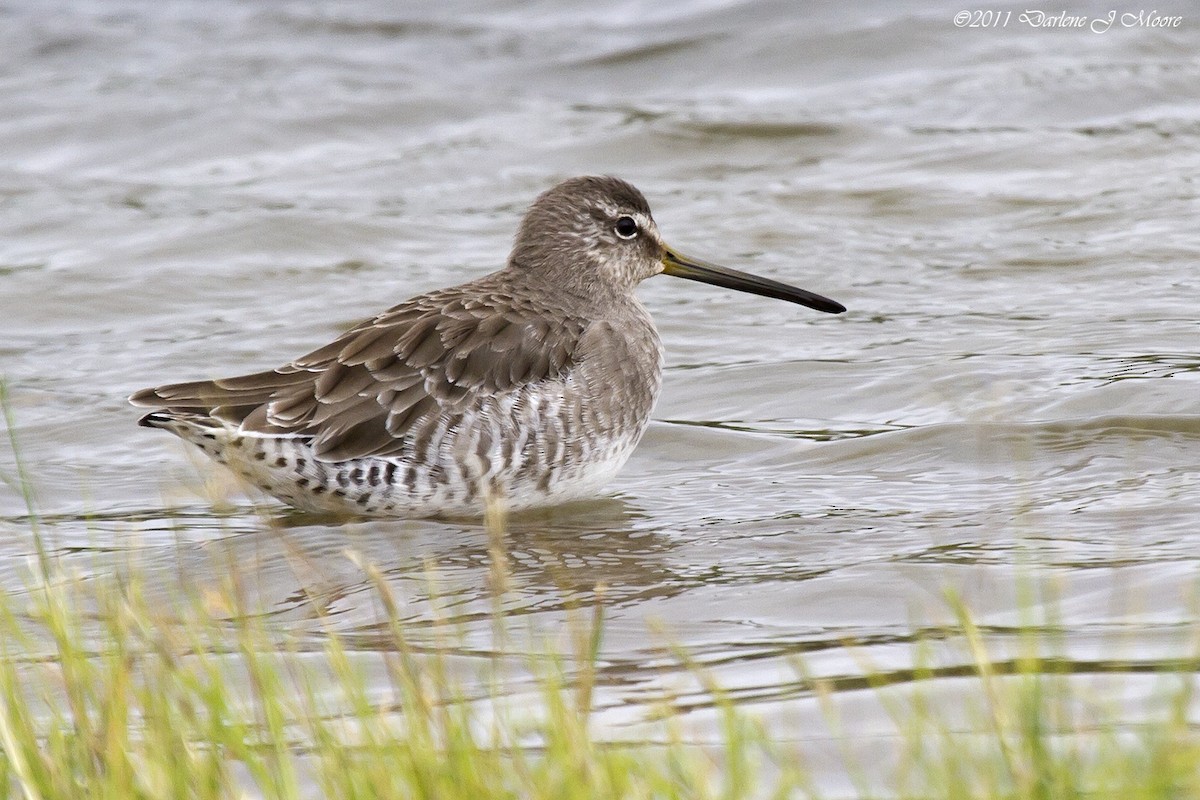 Long-billed Dowitcher - ML613992749