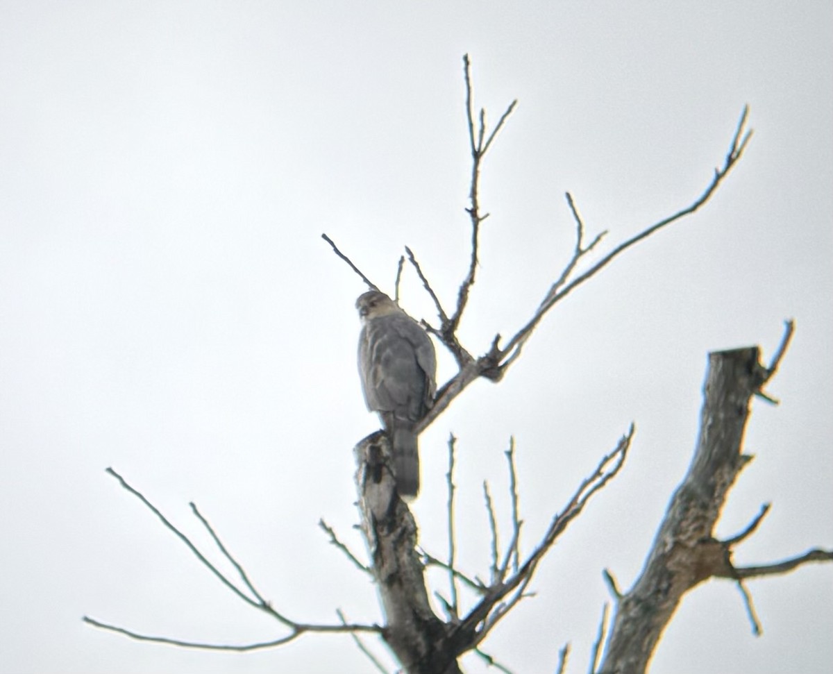 Cooper's Hawk - ML613992801