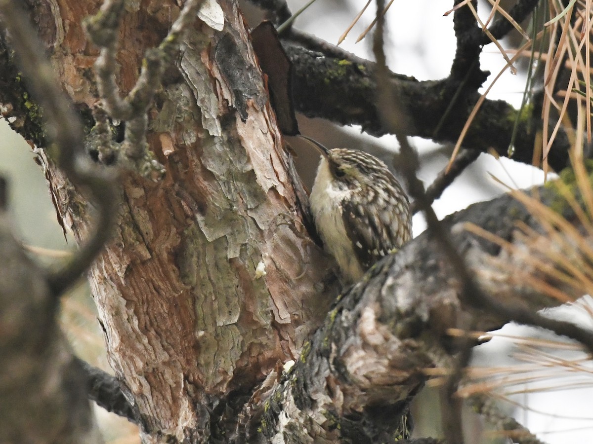 Brown Creeper - ML613992812