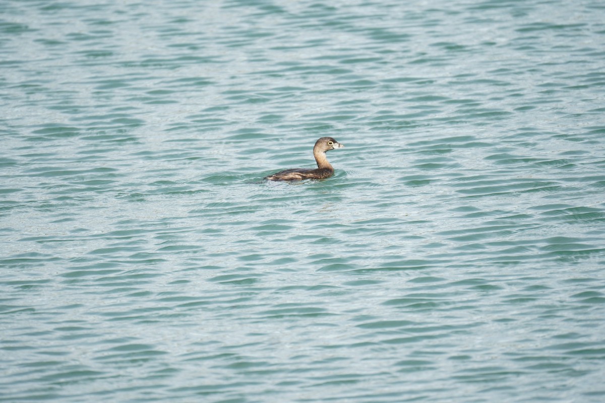 Pied-billed Grebe - ML613992847