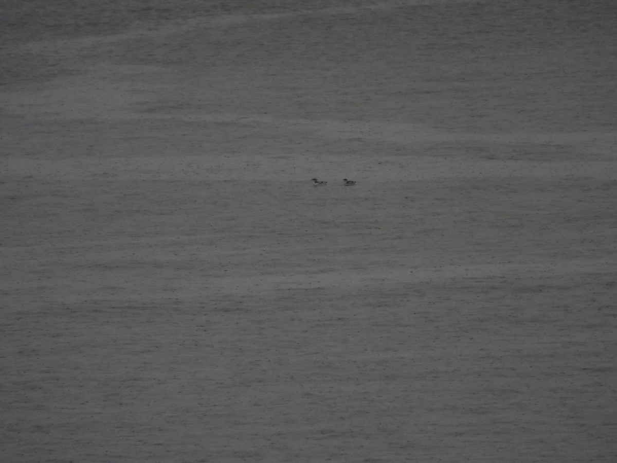 Marbled Murrelet - Keith Riding