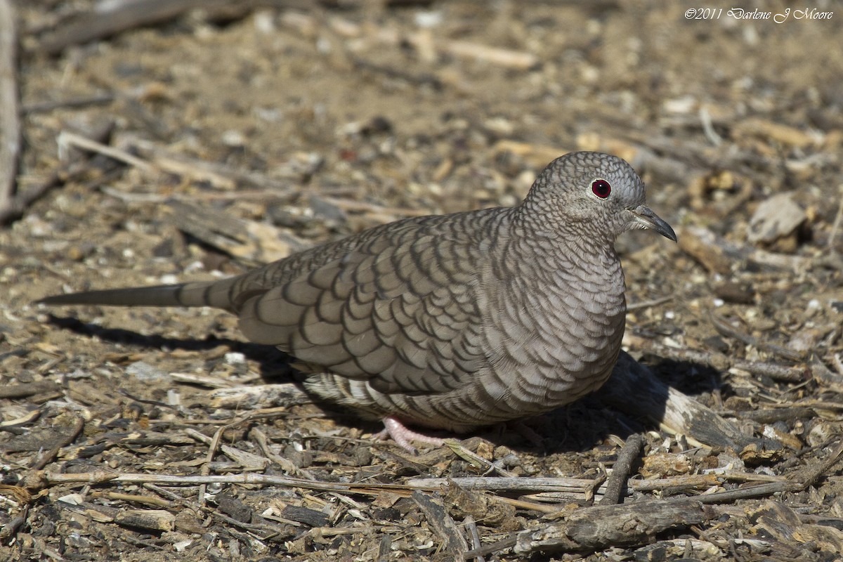 Inca Dove - Darlene J McNeil