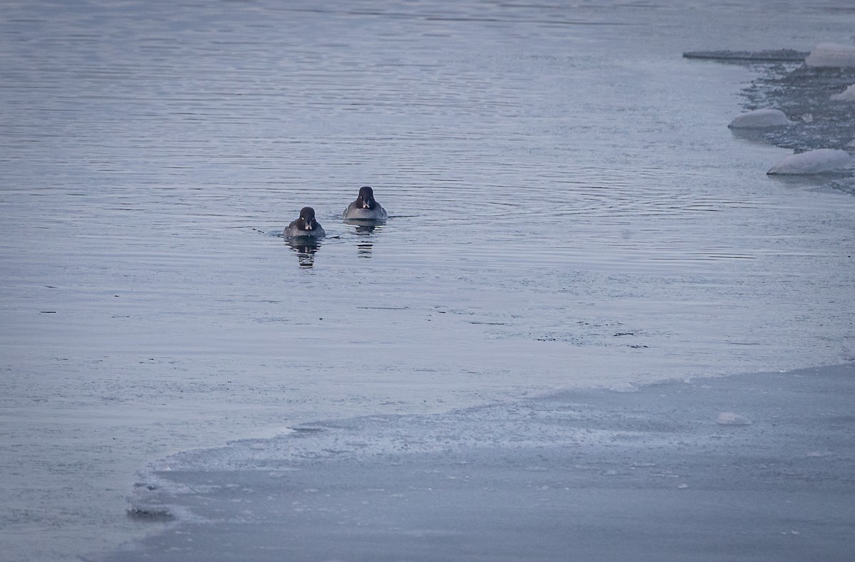 Common Goldeneye - ML613992929