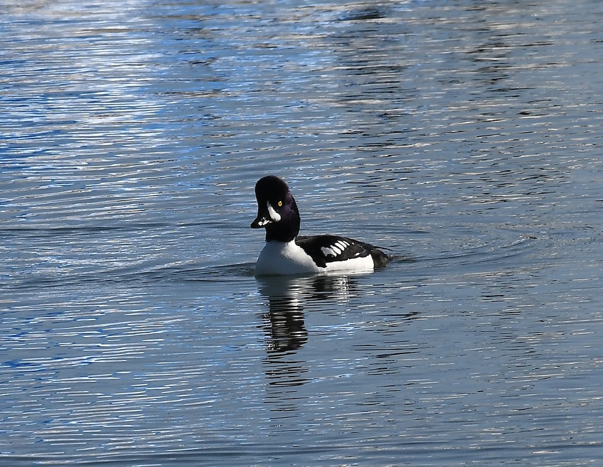 Barrow's Goldeneye - ML613992931