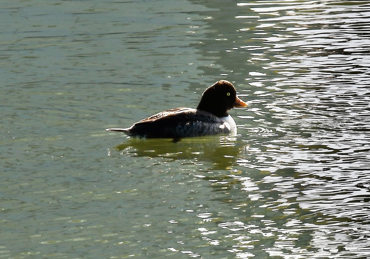 Barrow's Goldeneye - ML613992932