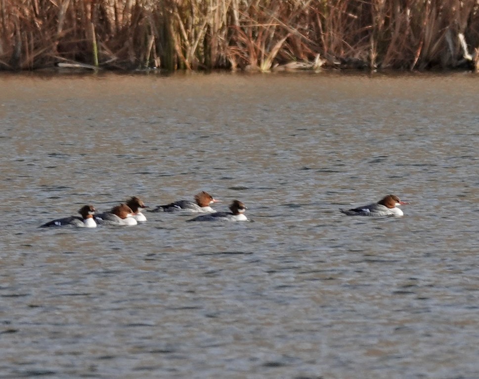 Common Merganser - ML613992961