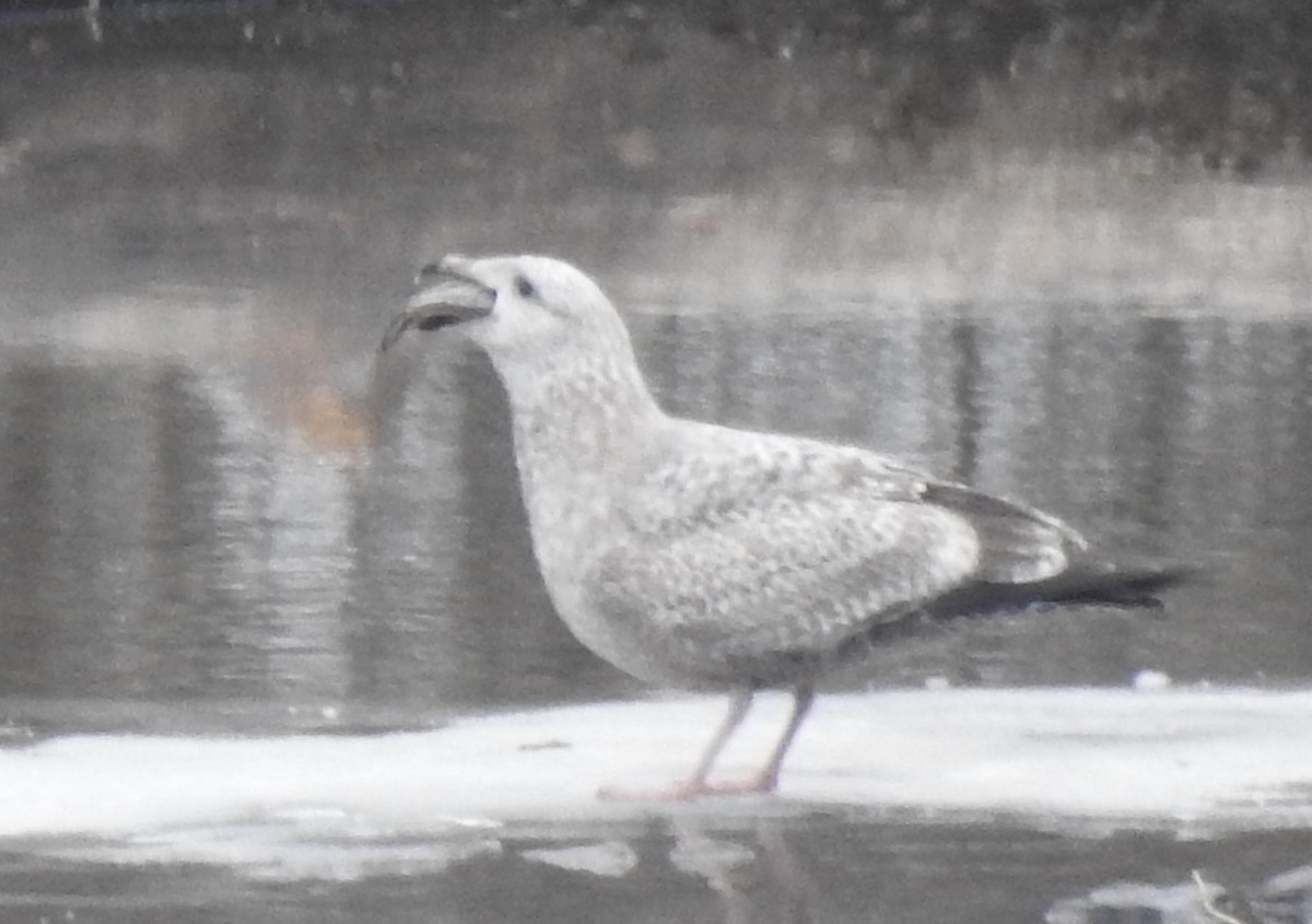 American Herring Gull - ML613992970