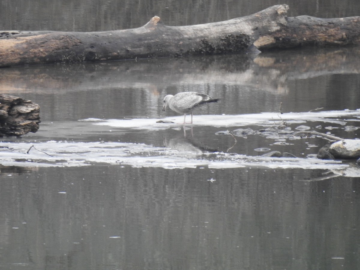 American Herring Gull - ML613992971