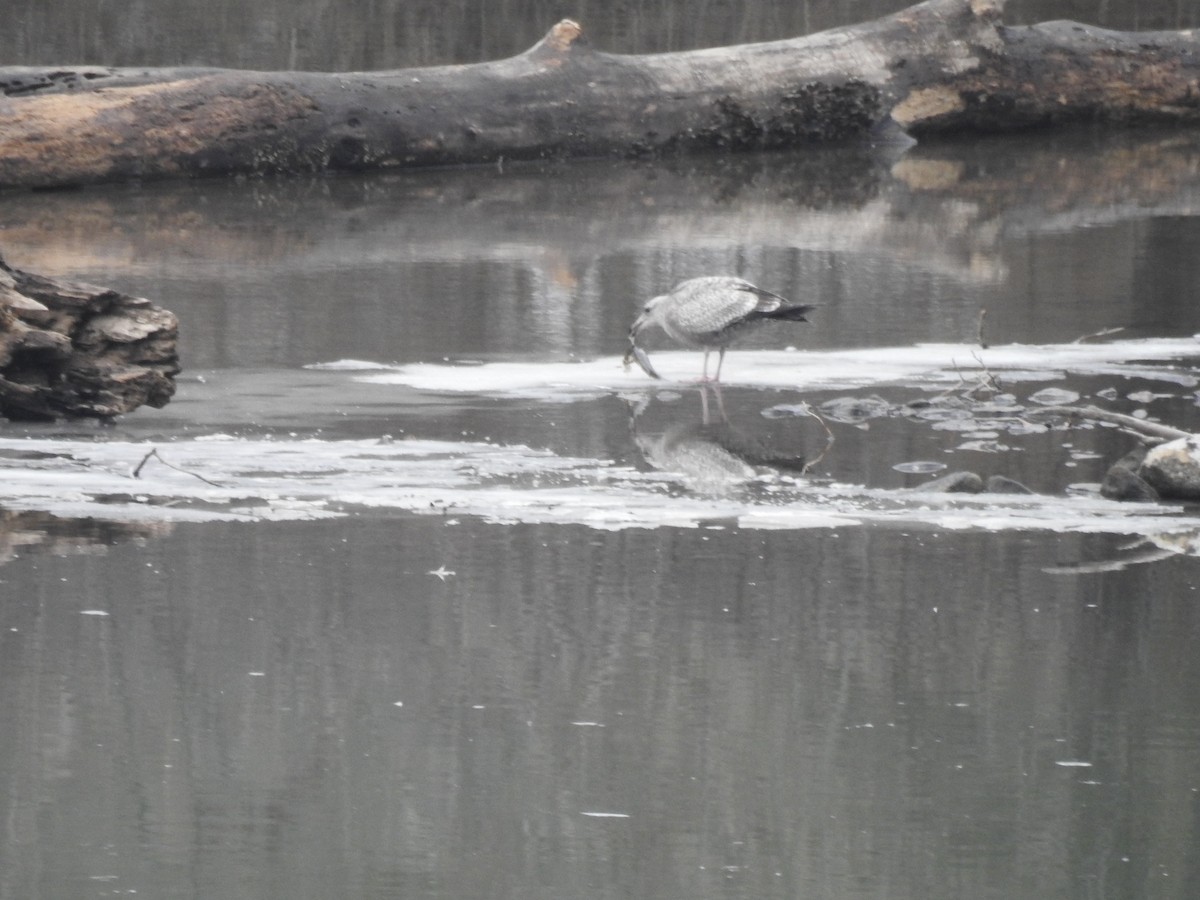 American Herring Gull - ML613992972