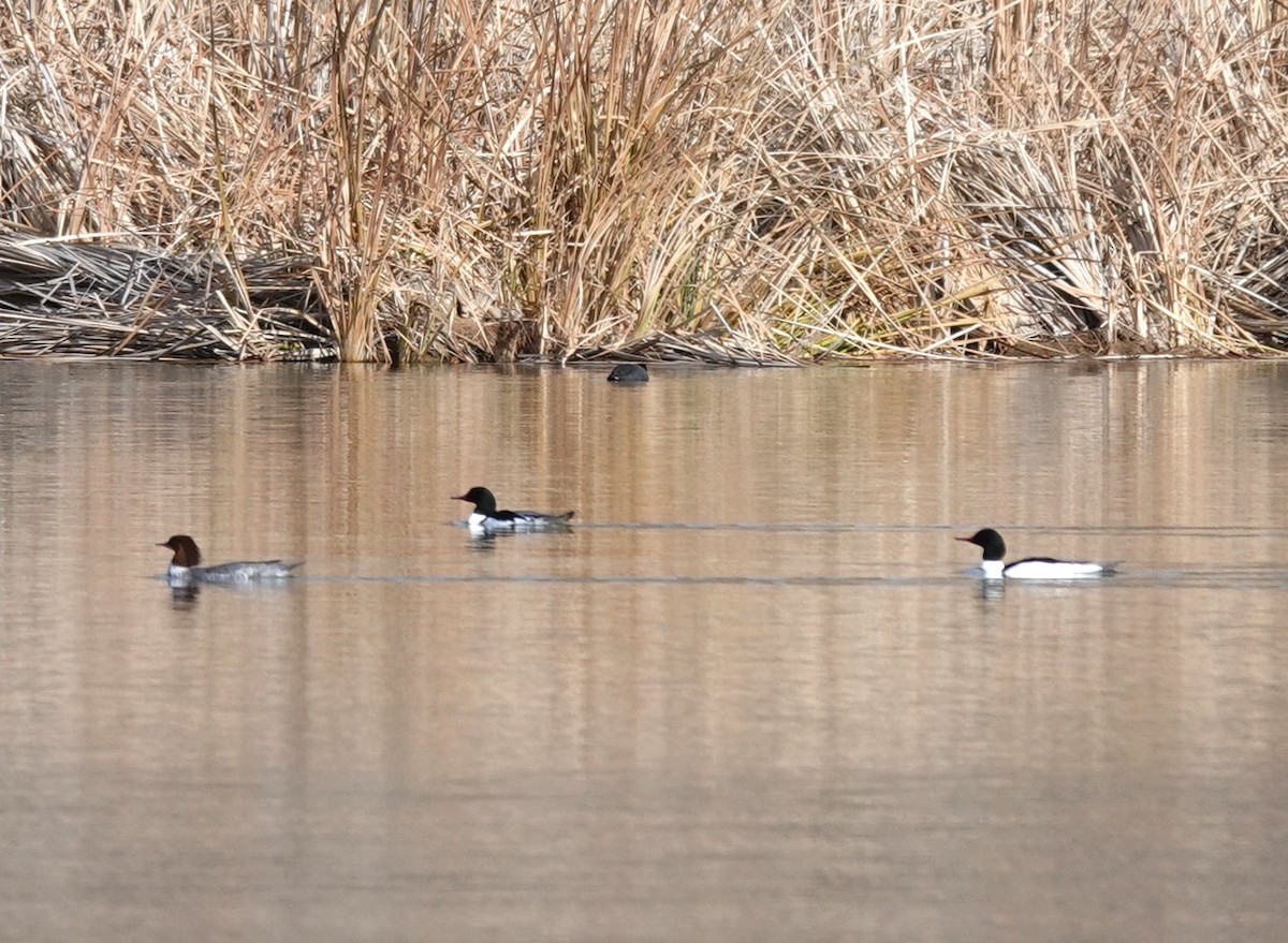 Common Merganser - ML613992977