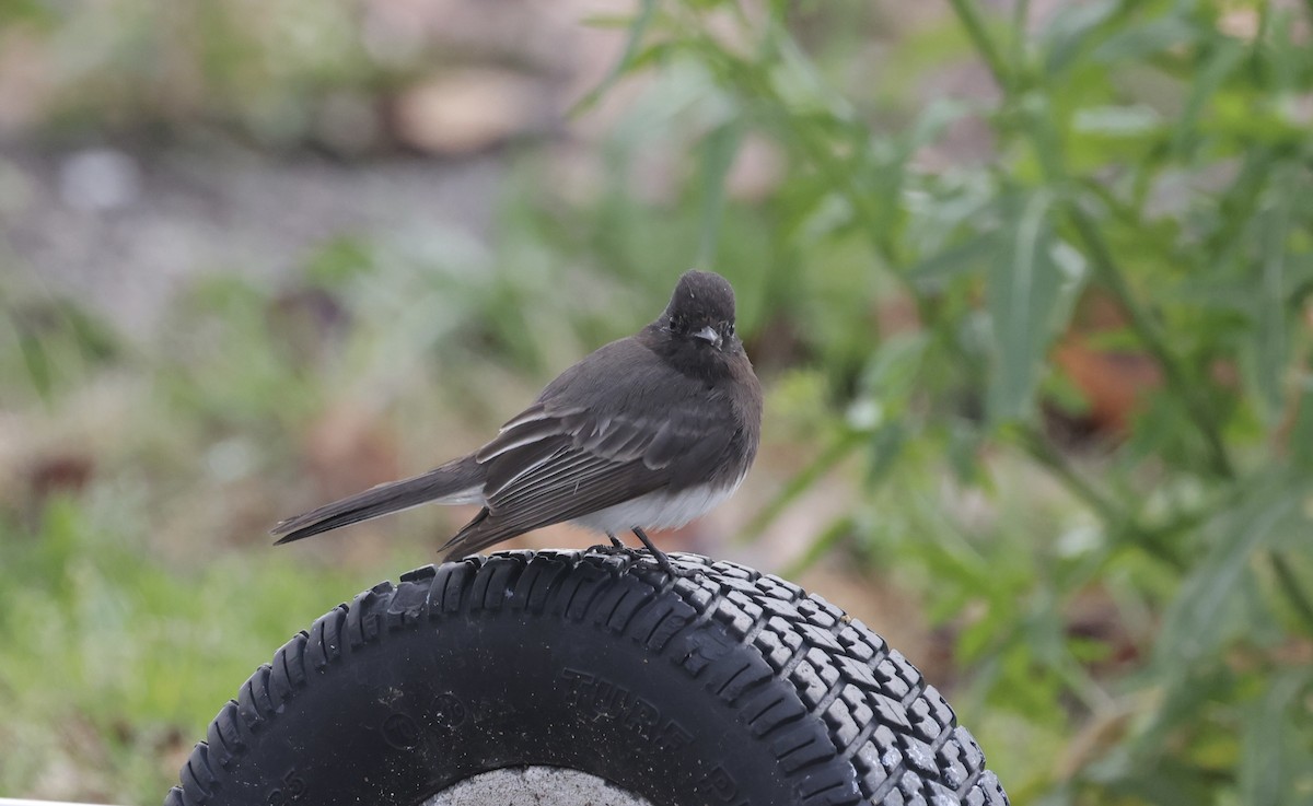 Black Phoebe - ML613992985