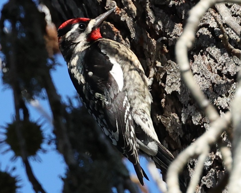 Red-naped Sapsucker - ML613993018