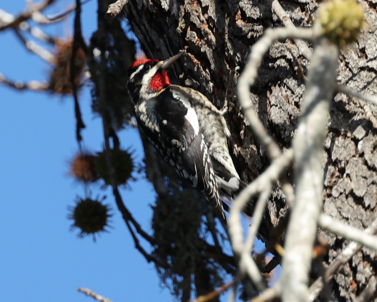 Red-naped Sapsucker - ML613993021