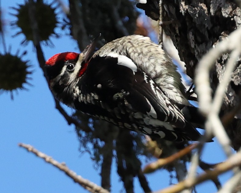 Red-naped Sapsucker - ML613993022