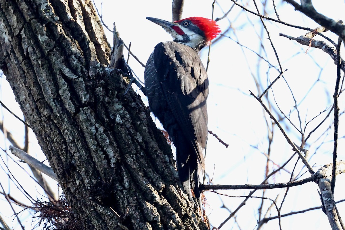 Pileated Woodpecker - ML613993037