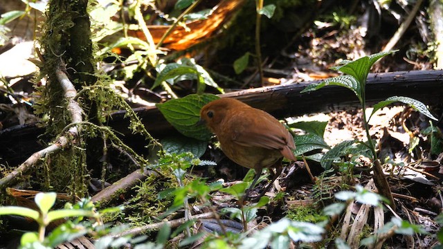 Equatorial Antpitta - ML613993048