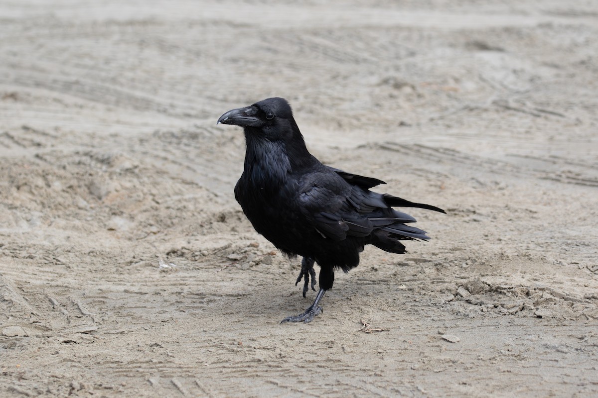Common Raven - Mason Flint