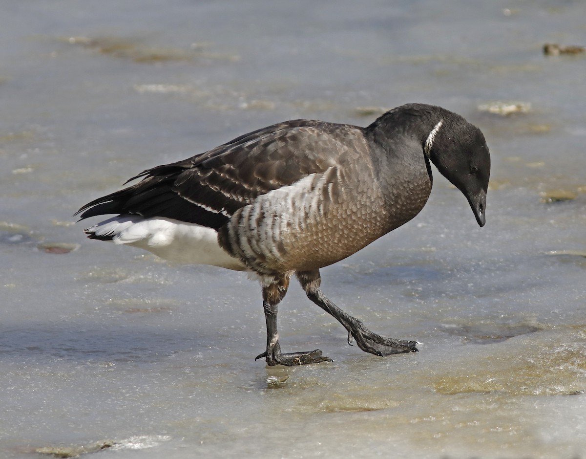 Barnacla Carinegra (nigricans) - ML613993126