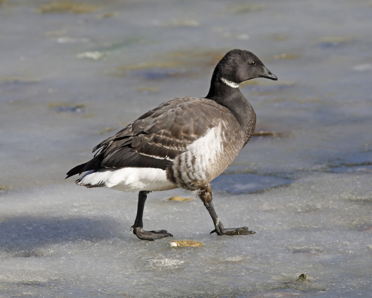 Казарка чорна (підвид nigricans) - ML613993154