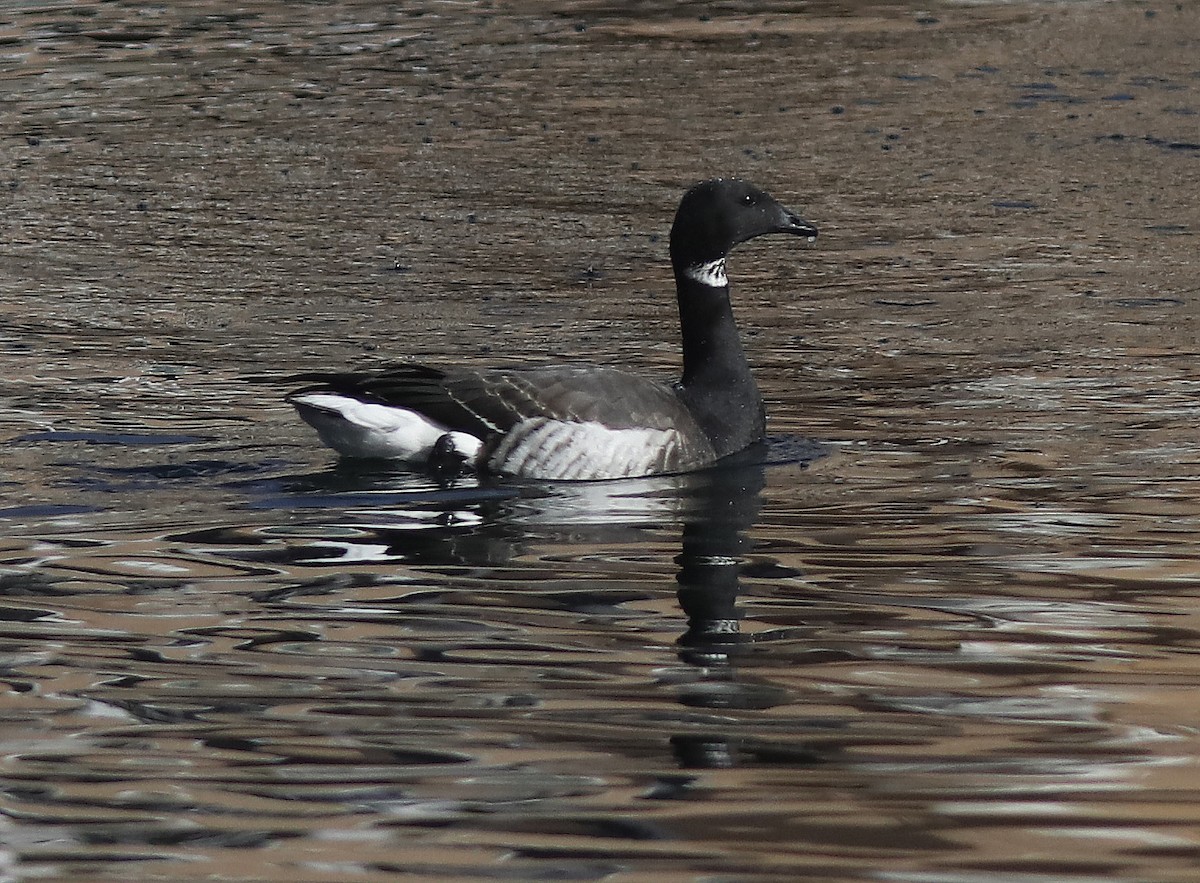 Brant (Black) - ML613993167