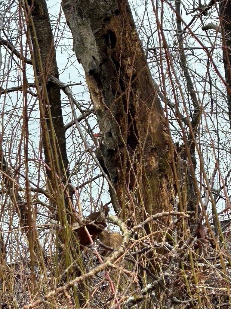 Pileated Woodpecker - ML613993173