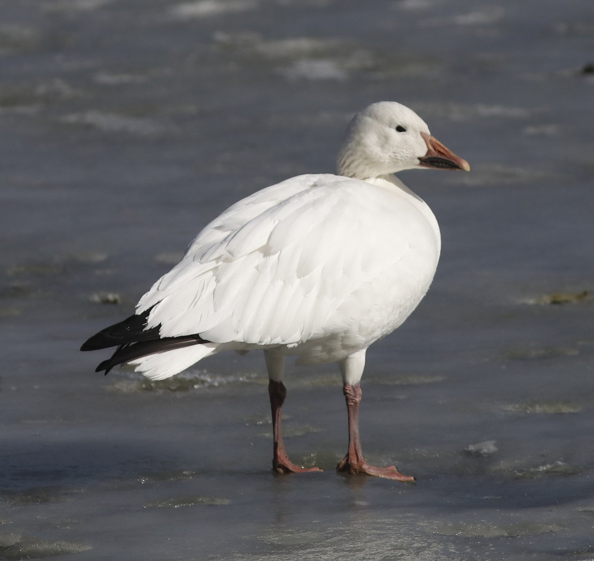 Snow Goose - Bill Maynard