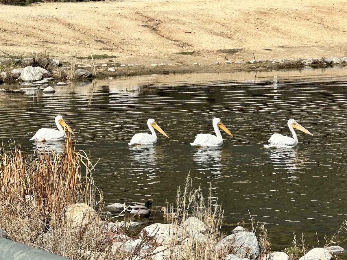 American White Pelican - ML613993195