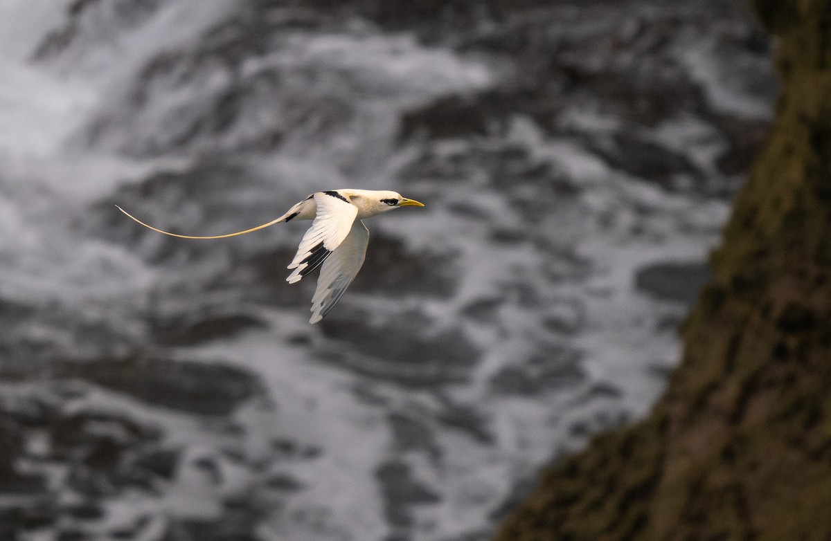 White-tailed Tropicbird (Golden) - ML613993240