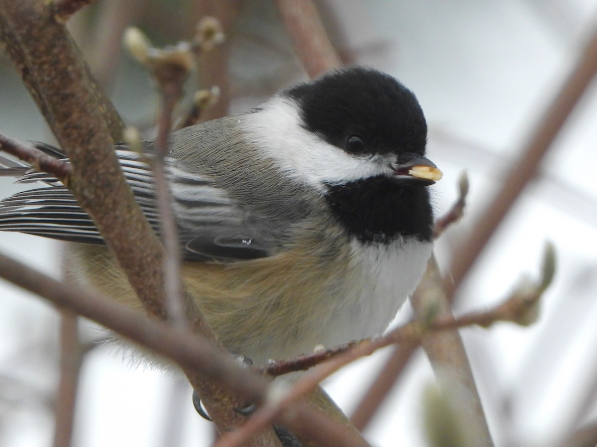 Black-capped Chickadee - ML613993254