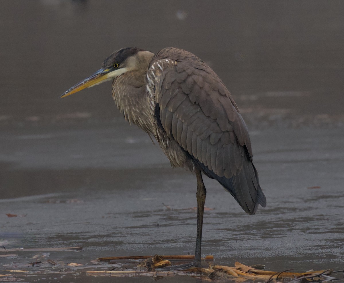 Great Blue Heron - ML613993259