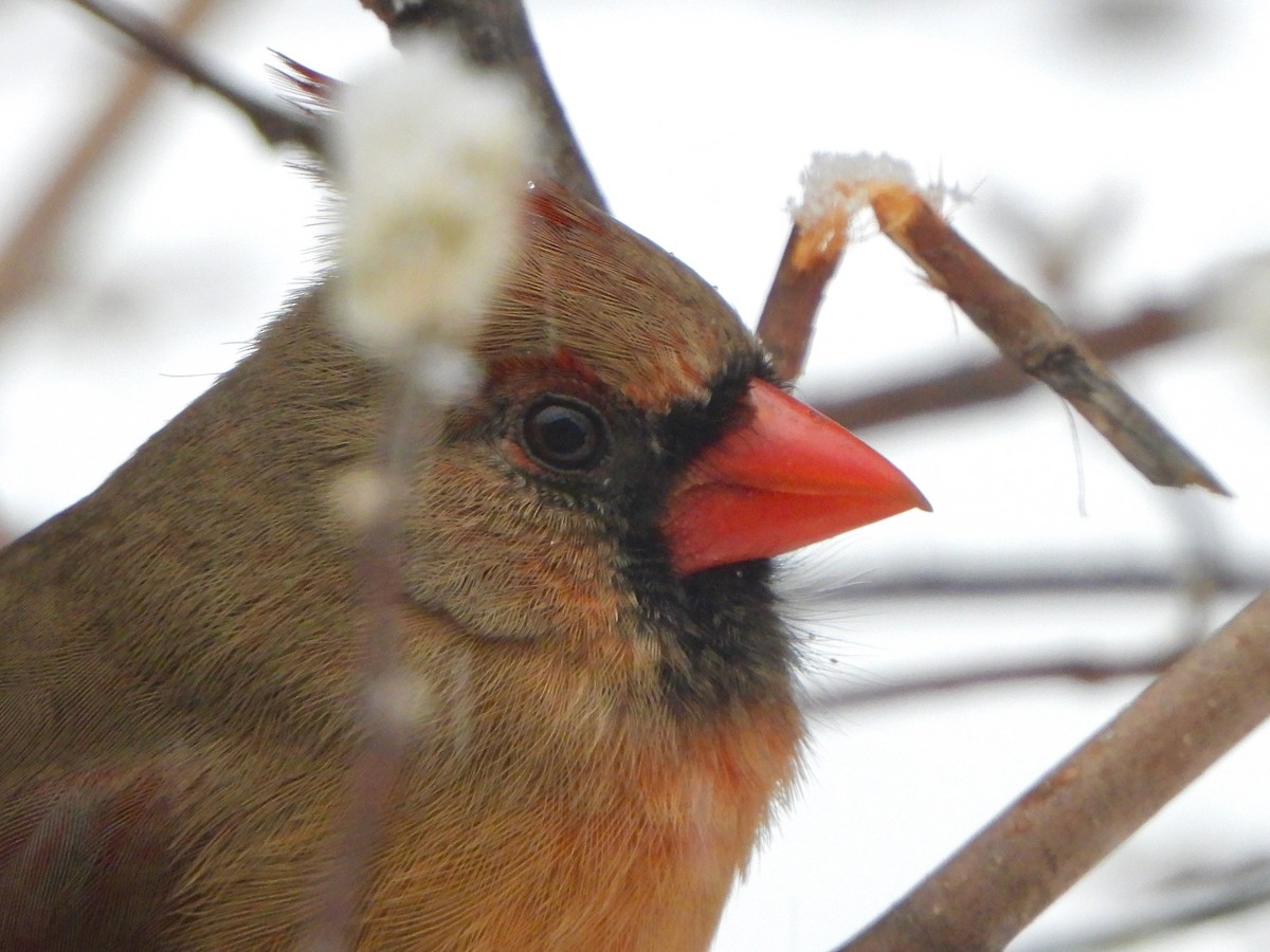 Northern Cardinal - ML613993264