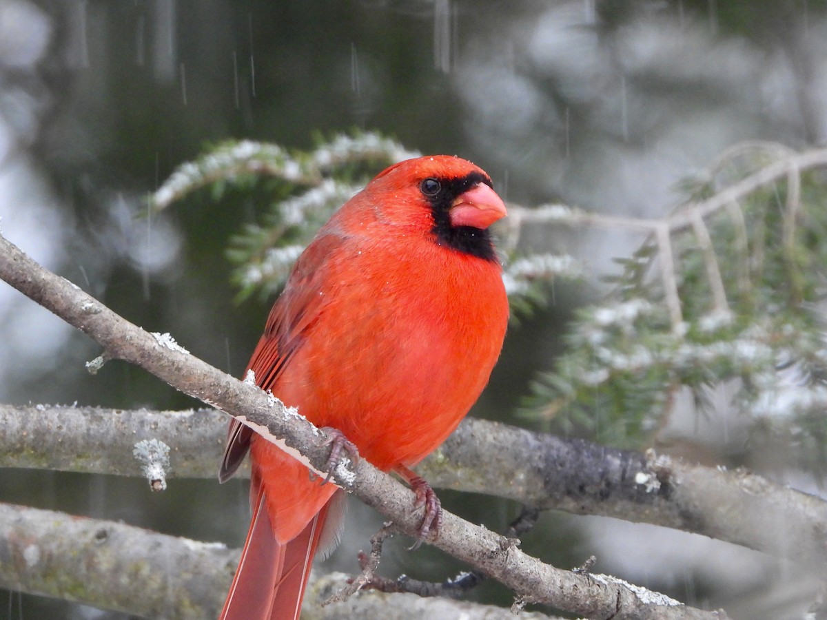 Northern Cardinal - ML613993265