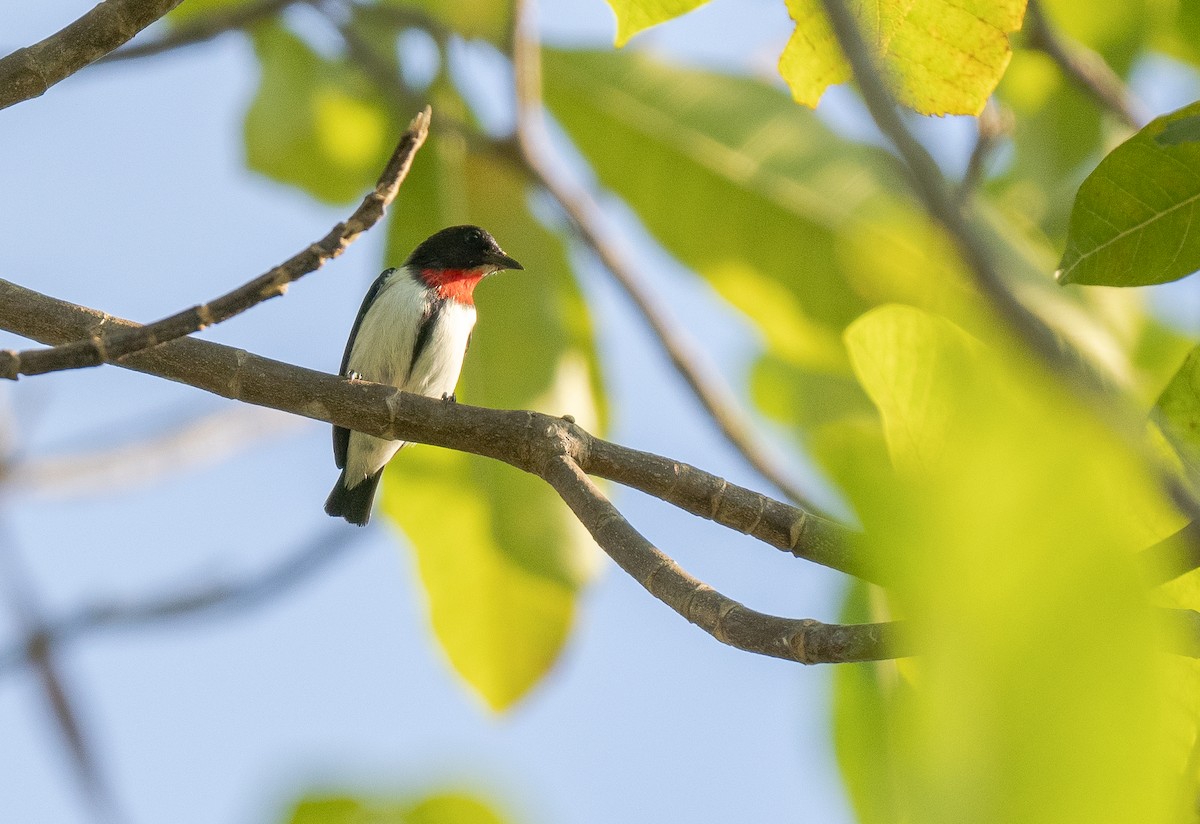 Red-chested Flowerpecker - Forest Botial-Jarvis