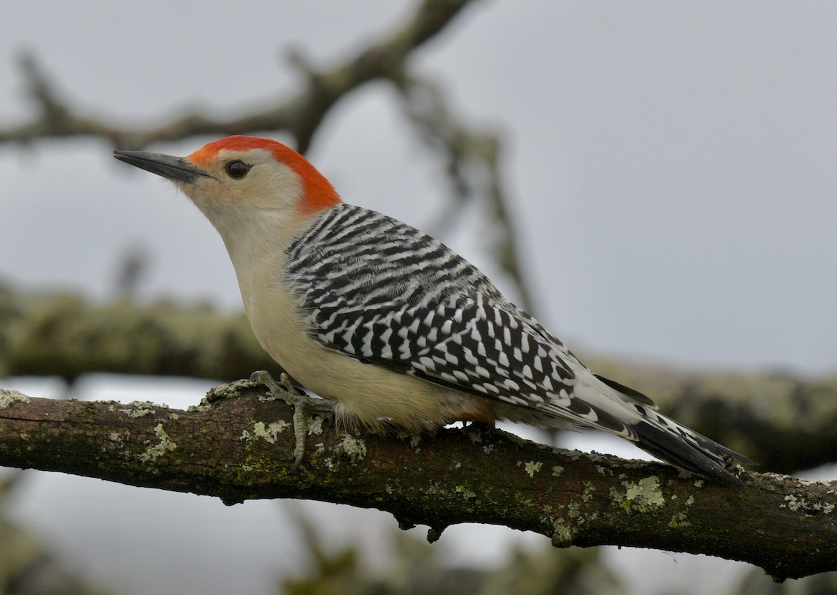 Red-bellied Woodpecker - ML613993269