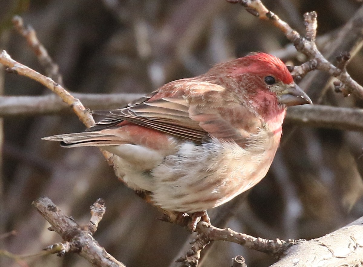 Purple Finch - Debby Parker