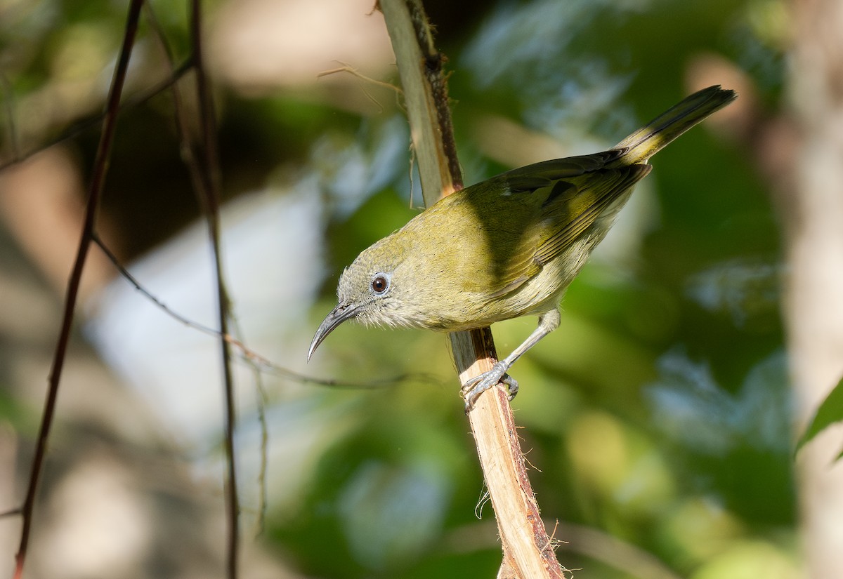 Sunda Honeyeater - ML613993363