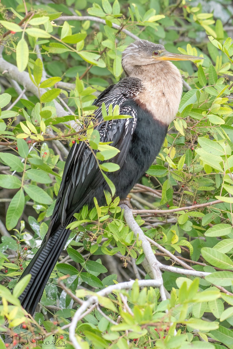 anhinga americká - ML613993392