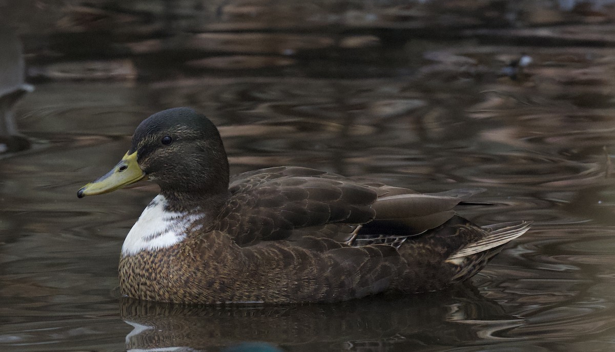 duck sp. - ML613993401