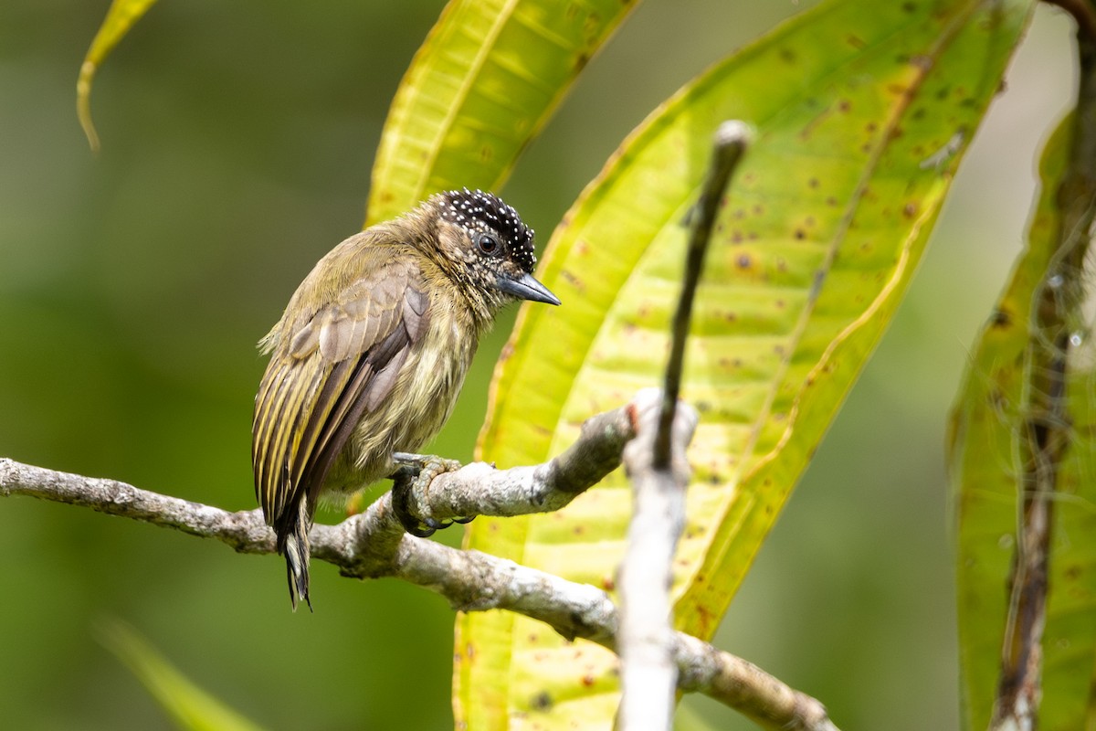 Olivaceous Piculet - ML613993405